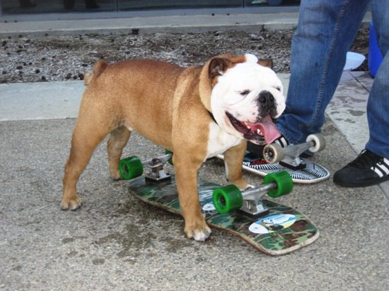 [Tilman_skateboarding-dog-smile.jpg]
