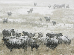 [cattle+-+Kansas.jpg]