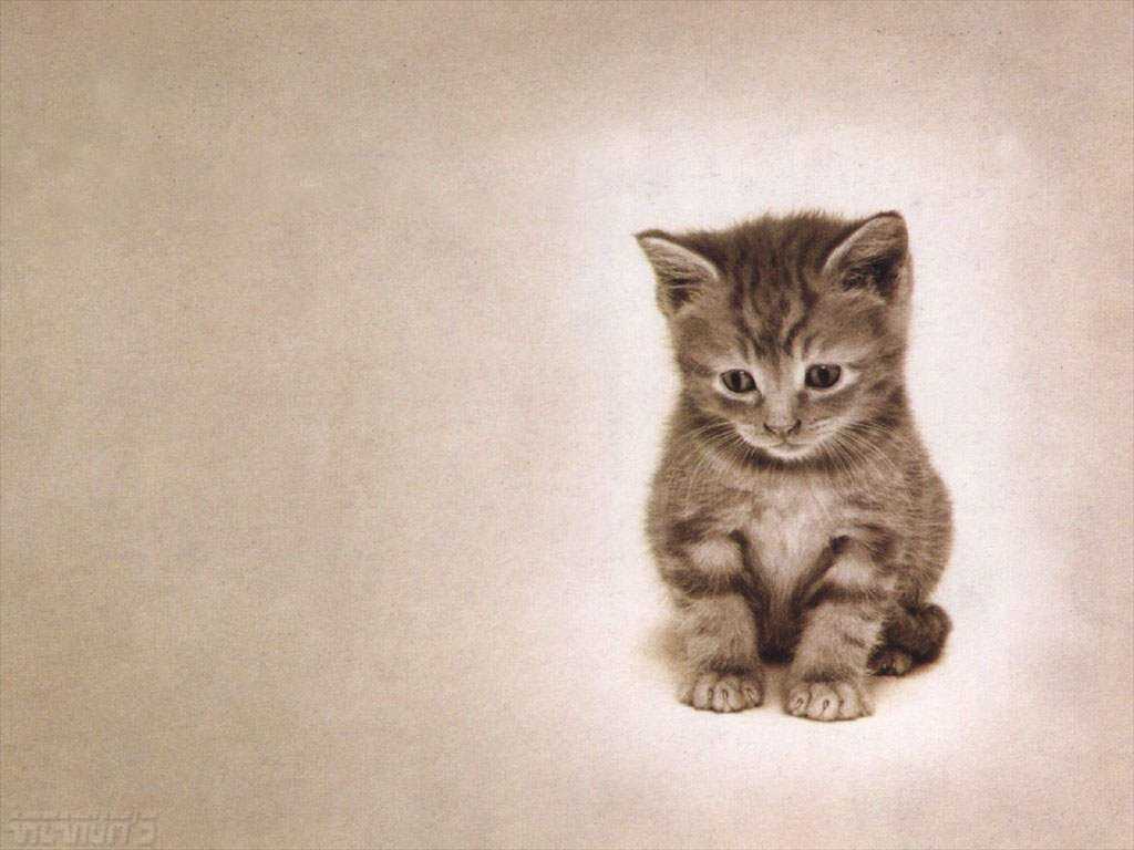 [wallpaper_10452+cat.jpg]