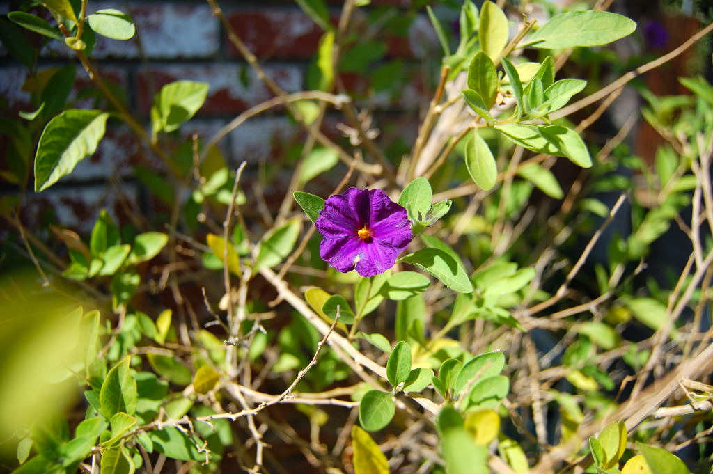 [Purple+Flower0001.JPG]