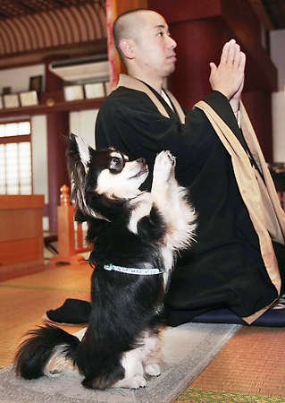 [dog-praying-temple.jpg]