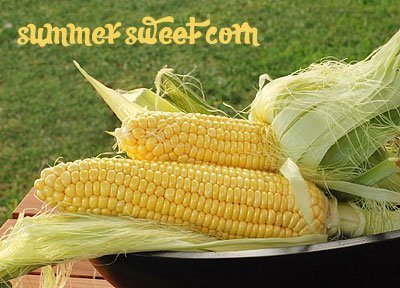 [corn.bowl.grass.head.jpg]