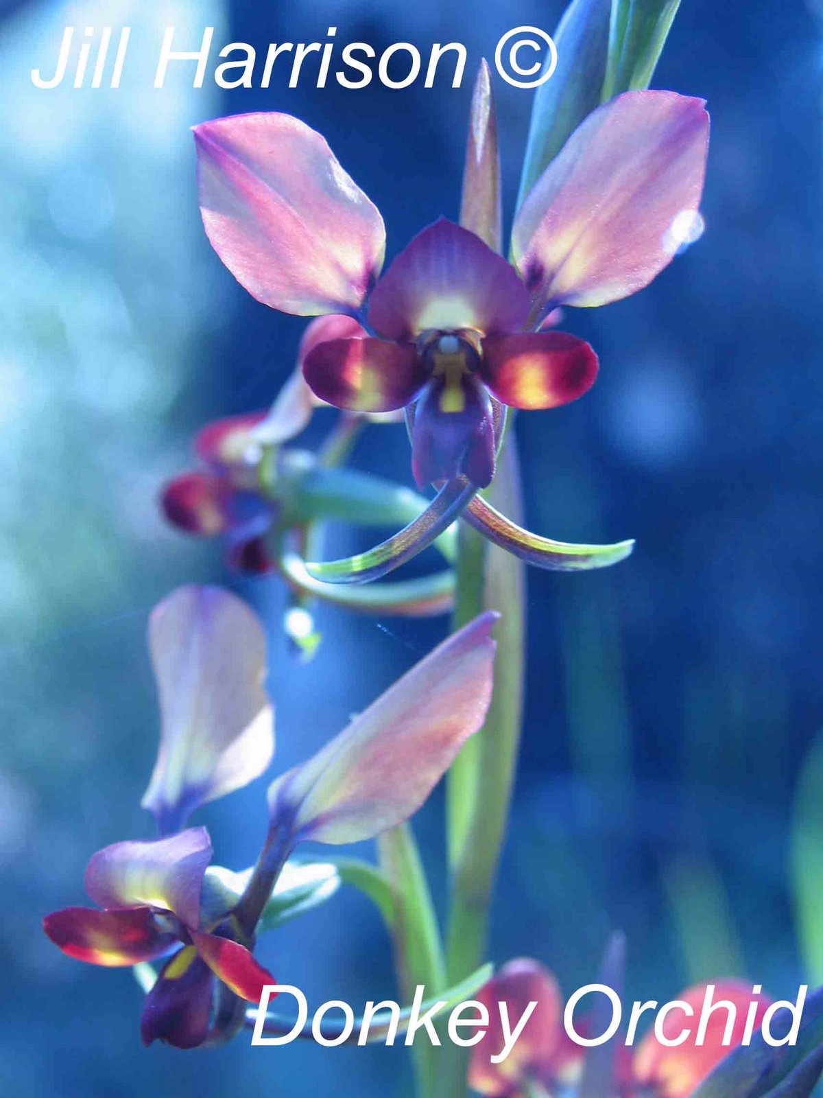 Donkey Orchid
