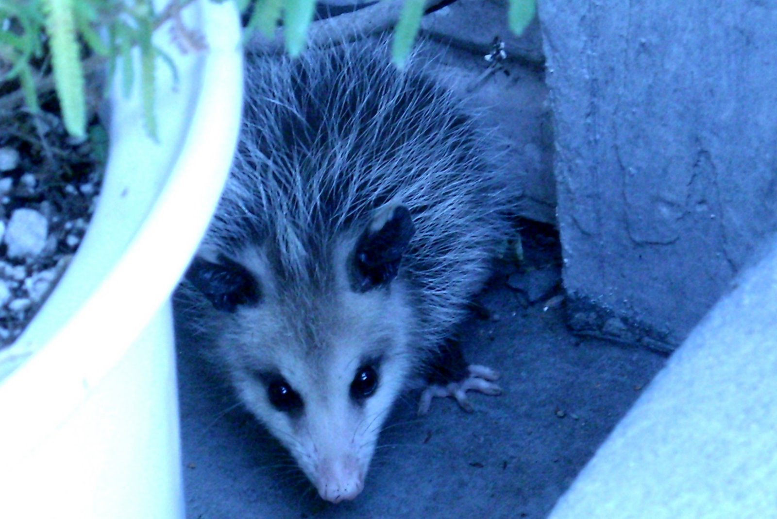 [opossum_20080420-1329.jpg]