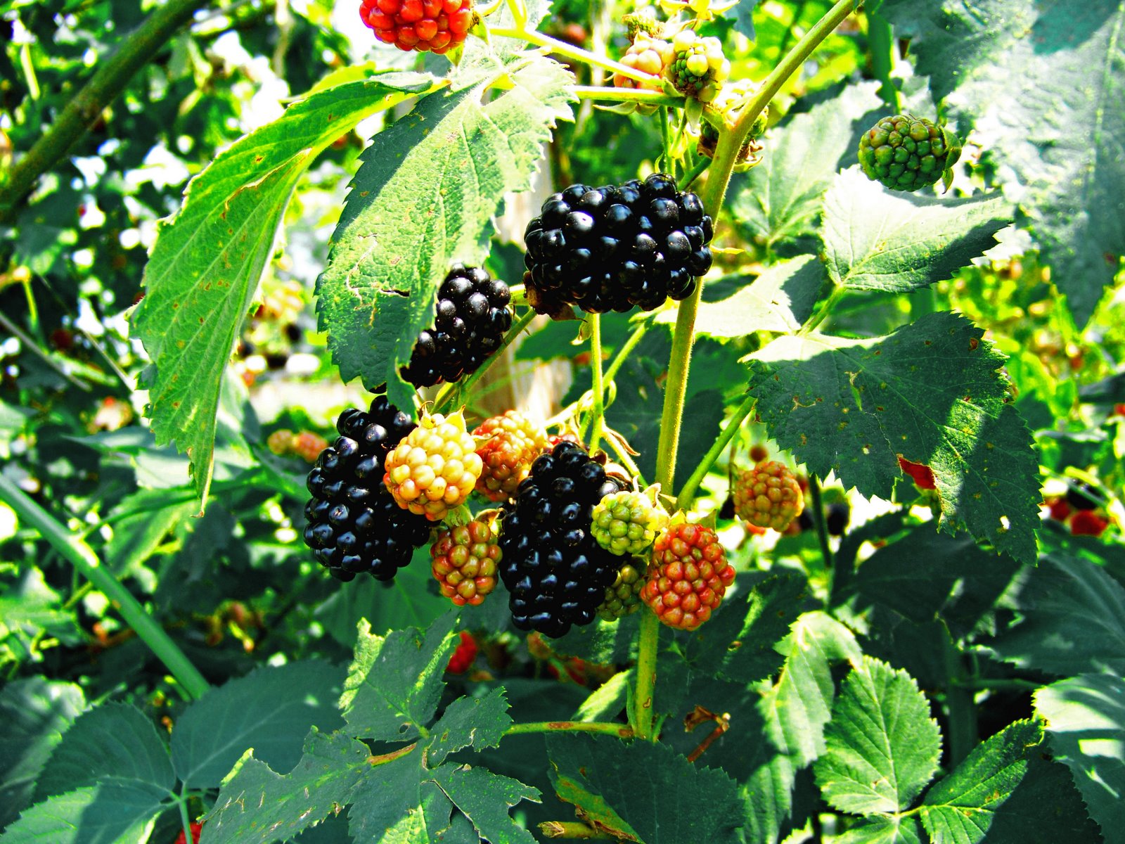 [blackberries_edited-1.jpg]