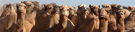 [camels.jpg]