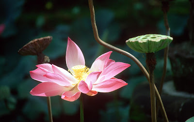 La Fleur de Lotus DPS+Bali+Ubud+Puri+Lukisan+Art+Museum+garden+lotus+flower+b