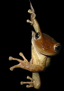 Cuban Treefrog(Osteopilus septentrionalis)Photo Credit: Brent Hansen