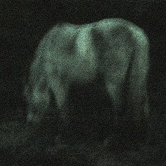 [night+horse.jpg]