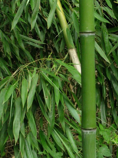 [bamboo.jpg]