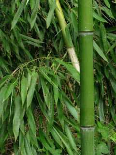 picture of bamboo