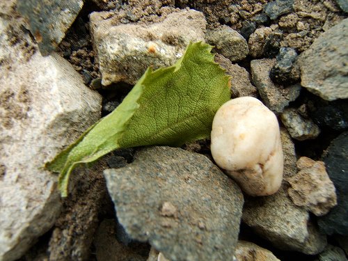 [leaf+and+rubble.jpg]