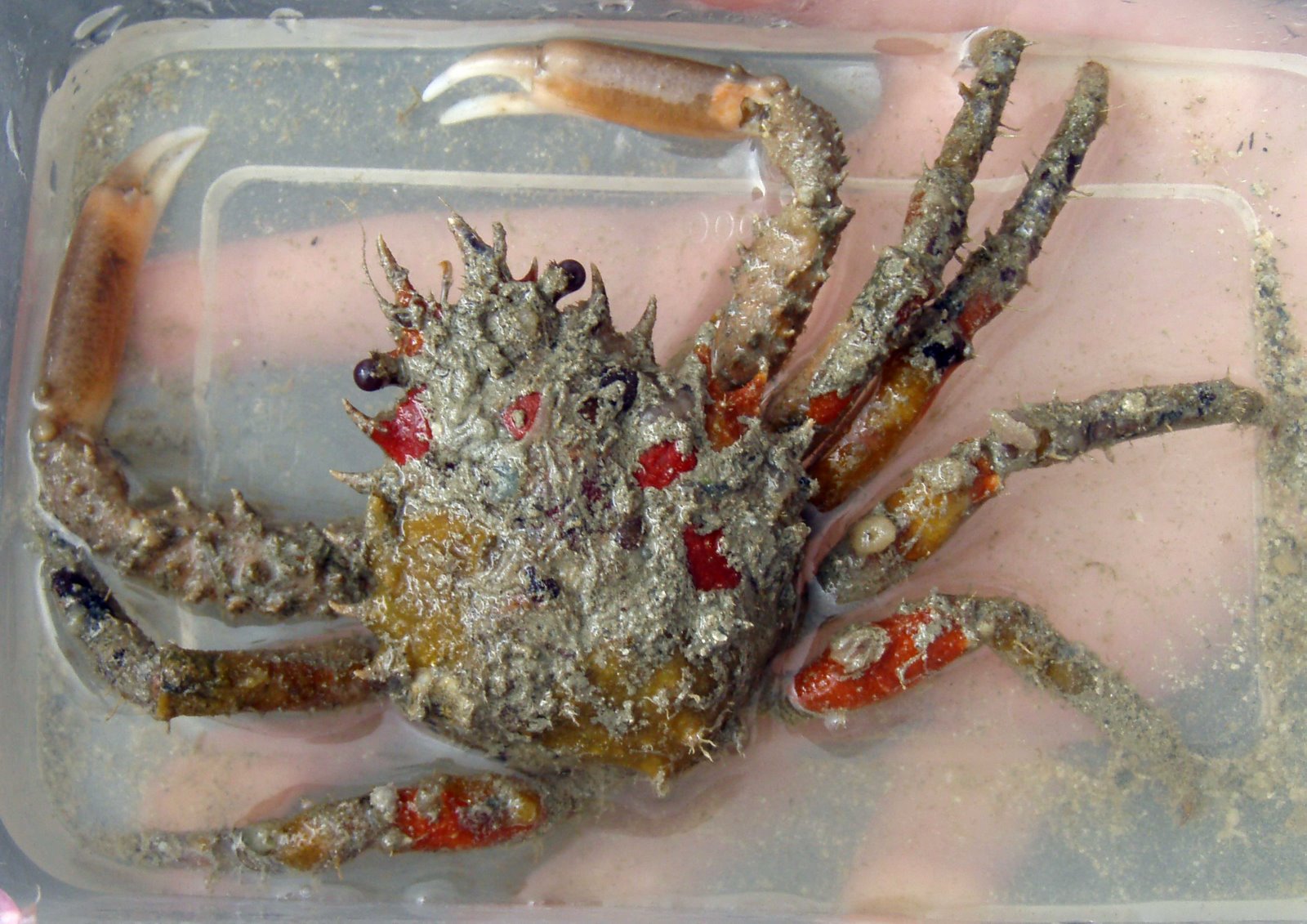 [8+Spider+Crab+(Family+Majidae).jpg]