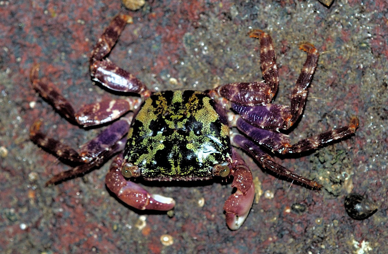 [10+Purple+Clim10+bing+Crab+(Metopograpsus+spp)+1.jpg]