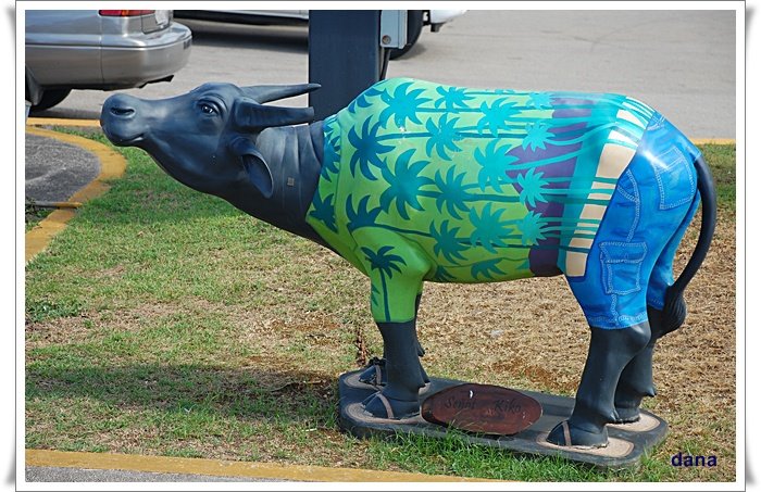 [0126路上都可以看到牛被漆成不同的花色.JPG]