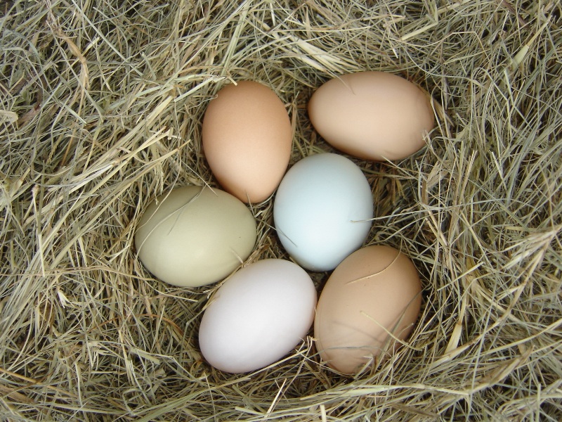 [Colored+Eggs.JPG]