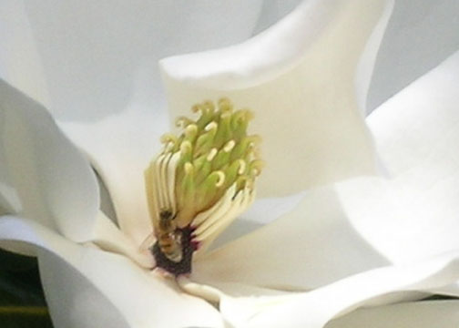 [magnolia+and+bee.jpg]