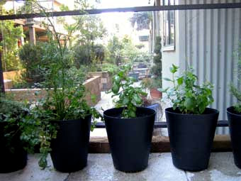 herb planter