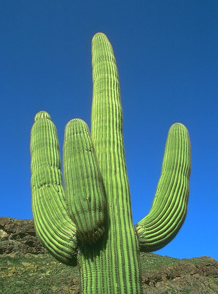 [cactus_big.jpg]