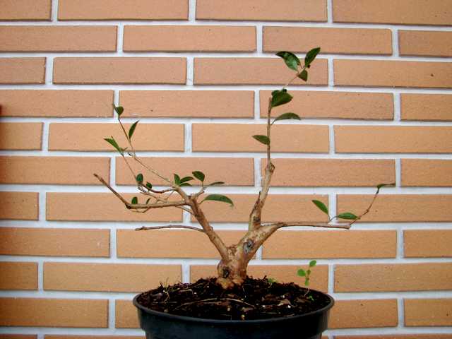 [bonsai+1032.jpg]