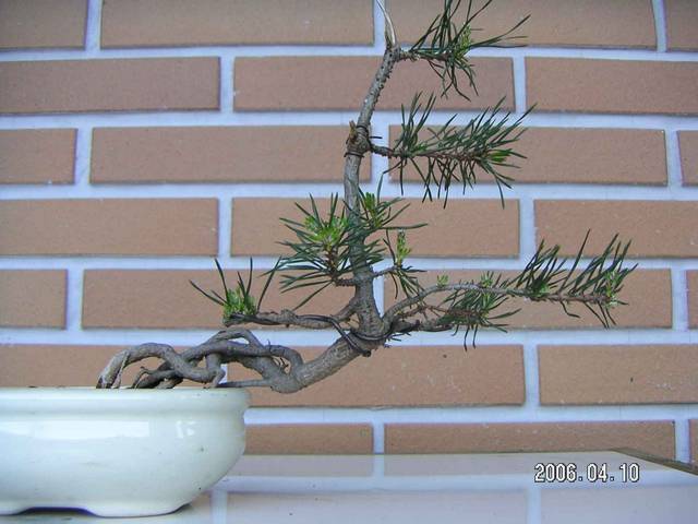 [bonsai+412.jpg]