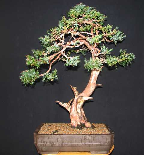 [bonsai+1537.jpg]