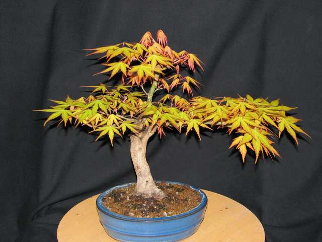 [bonsai+1680.jpg]