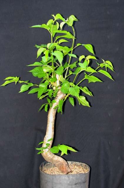 [bonsai+1785.jpg]