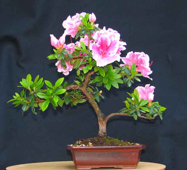 [bonsai+1719.jpg]