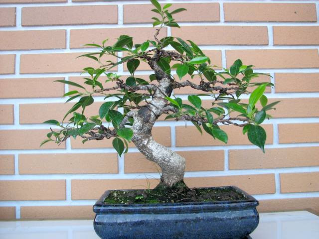 [bonsai+736.jpg]