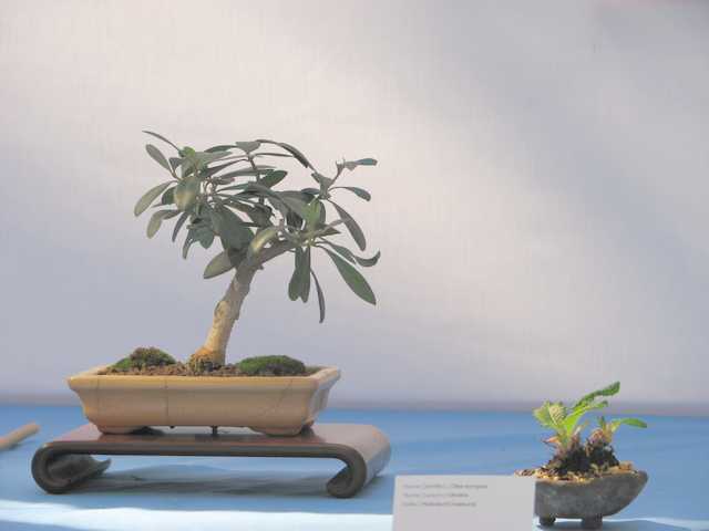 [bonsai+400.jpg]