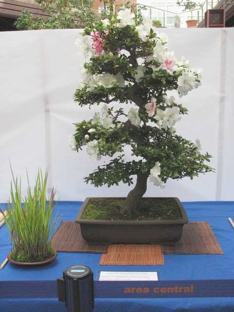 [bonsai+582.jpg]