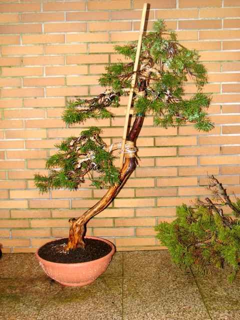 [bonsai+806a.jpg]