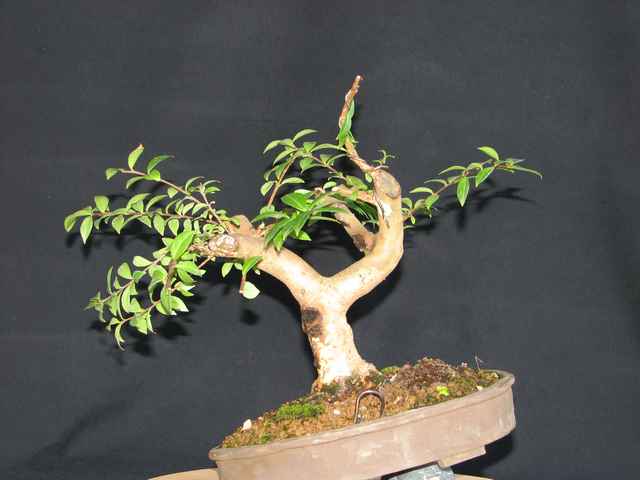 [bonsai+953.jpg]