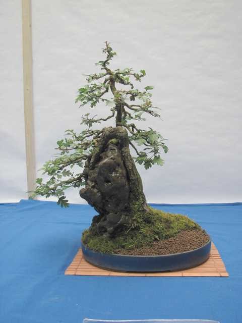 [bonsai+2081.jpg]