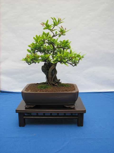 [bonsai+2083.jpg]