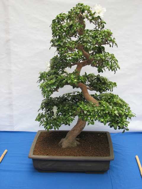 [bonsai+2093.jpg]