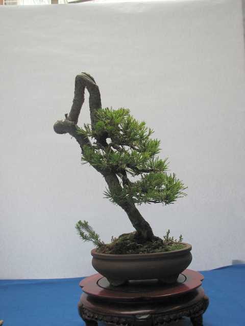 [bonsai+2141.jpg]