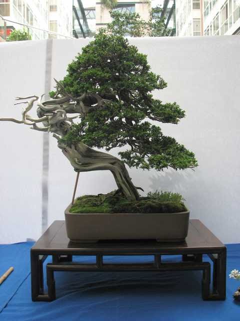 [bonsai+2142.jpg]
