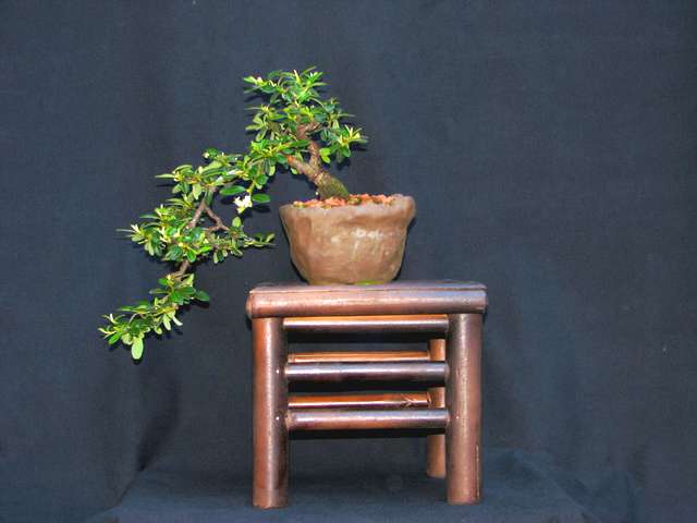 [bonsai+2281.jpg]