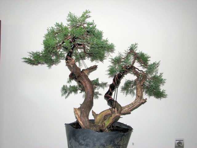 [bonsai+2404.jpg]