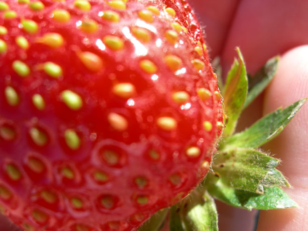 [strawberry+pick.jpg]