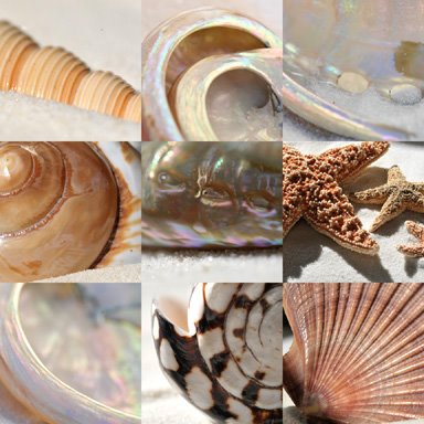 [shell+collage.jpg]