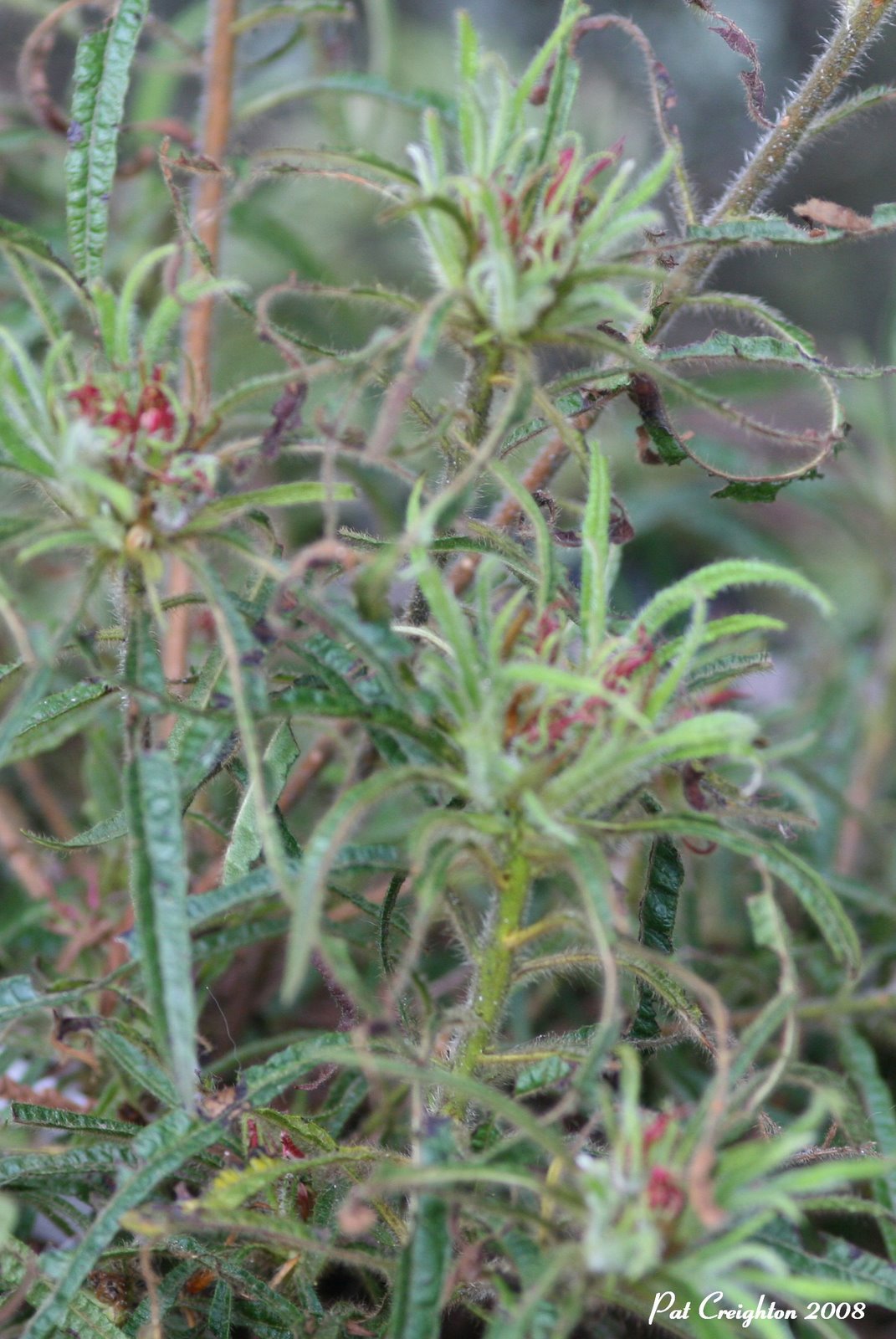 [macrosepalum+Linearifolium.jpg]