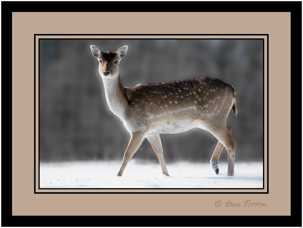 [Deer+Walking+-+Side+Shot+-+Frame+-+BLOG+-+Sam's+Place+-+DSC_7231.jpg]