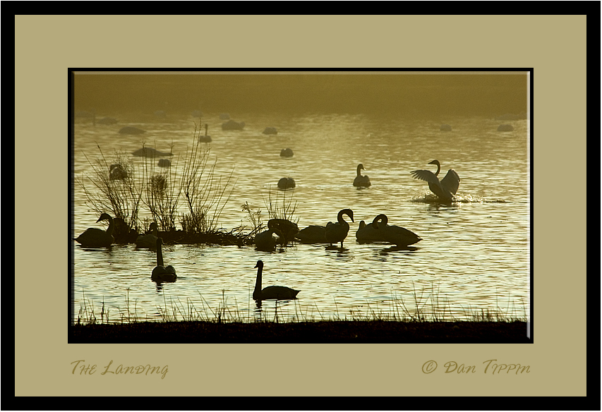[Swan+Landing+Early+Morning+-+BLOG+-+Aylmer+-+DSC_8503.jpg]