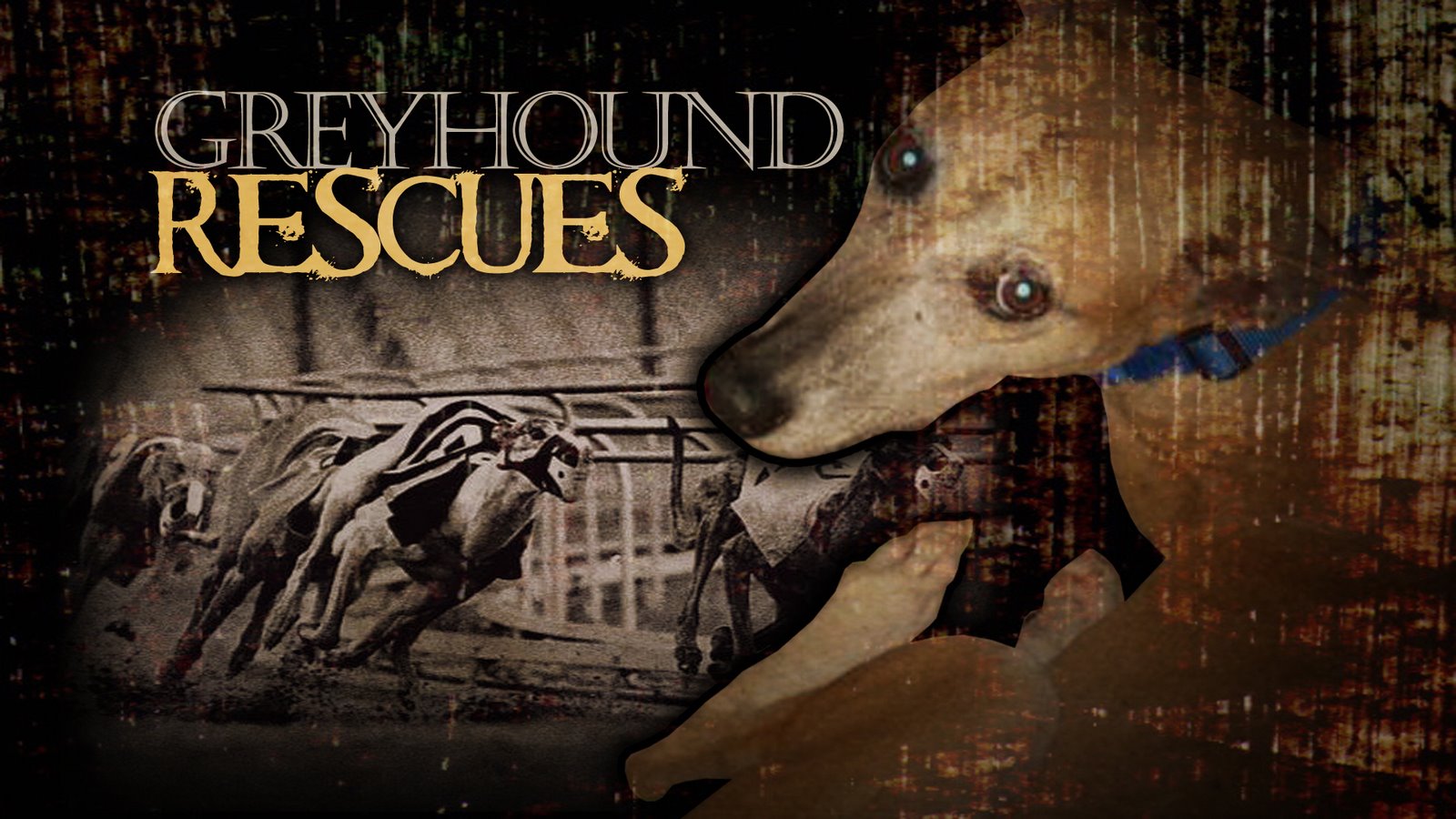 [755560+Greyhound+Rescues+Monitor+copy.jpg]