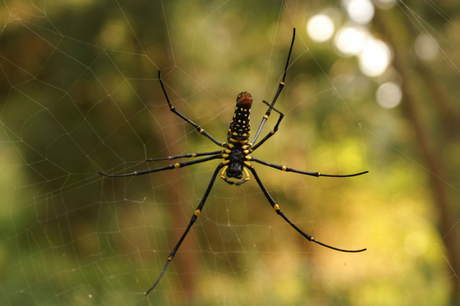 [Giant+Wood+Spider.jpg]