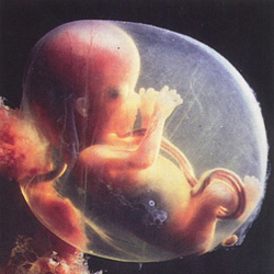 [embrio.jpg]