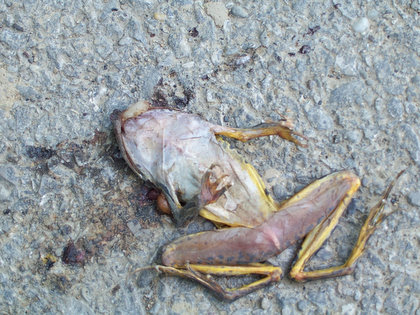 [dead+frog.jpg]